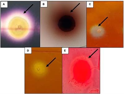 Discovery of novel carbohydrate degrading enzymes from soda lakes through functional metagenomics